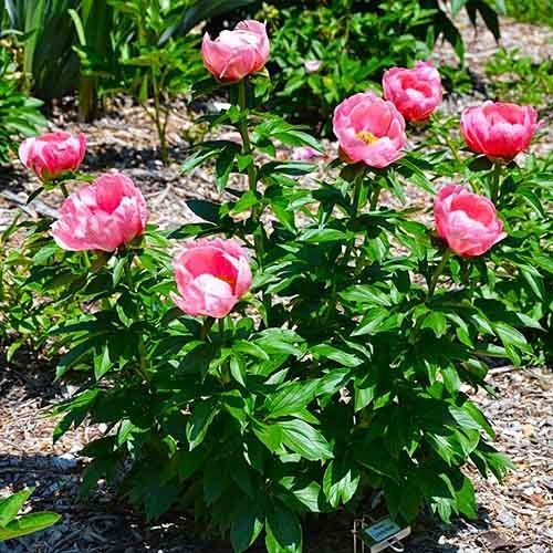 Lovely Rose LOVELY ROSE фото