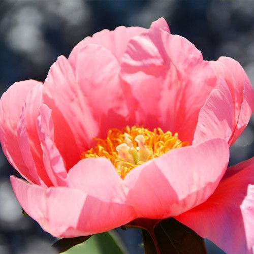 Lovely Rose LOVELY ROSE фото