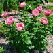 Lovely Rose LOVELY ROSE фото 3