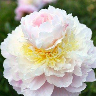 Adonis Adonis фото