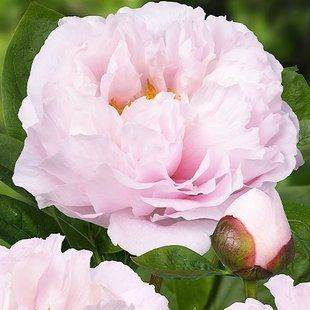 Blushing Princess Blushing Princess фото