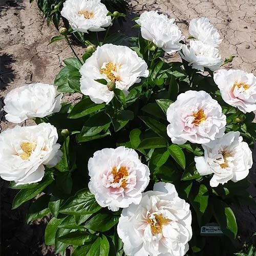 Blushing Princess Blushing Princess фото