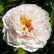 Blushing Princess Blushing Princess фото 2