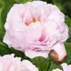 Blushing Princess Blushing Princess фото 1