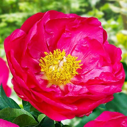 Patio Peony Athens Patio Peony Athens фото