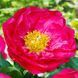 Patio Peony Athens Patio Peony Athens фото 2