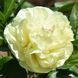 Sweet Lemonade Sweet Lemonade фото 1