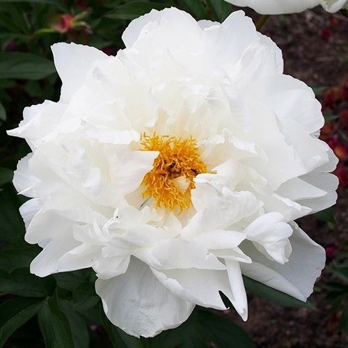 White Grace WHITE GRACE фото