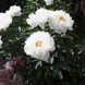 White Grace WHITE GRACE фото 3