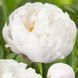 White Grace WHITE GRACE фото 1